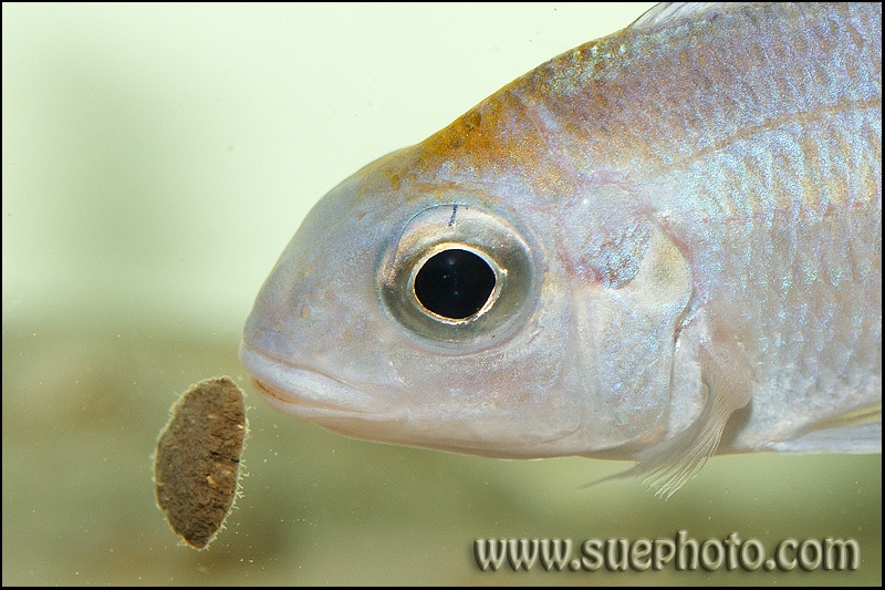 Ophthalmotilapia ventralis 'Kantalamba'